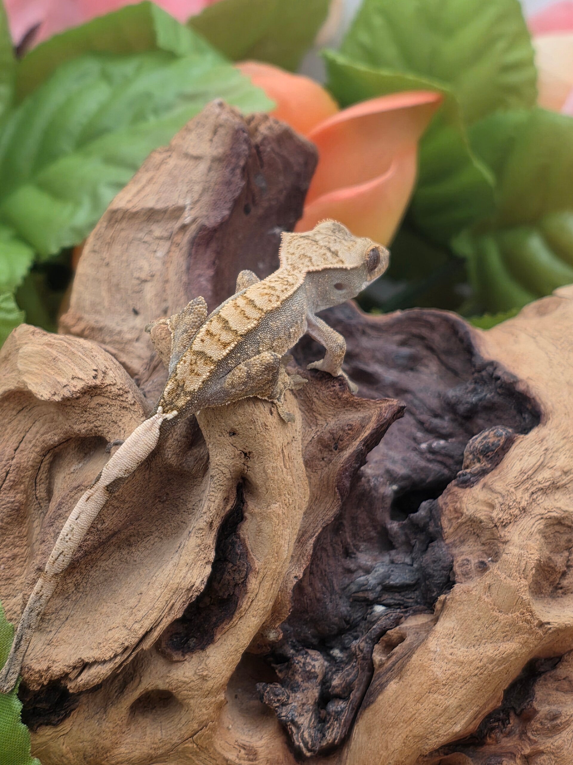 Crested gecko #3