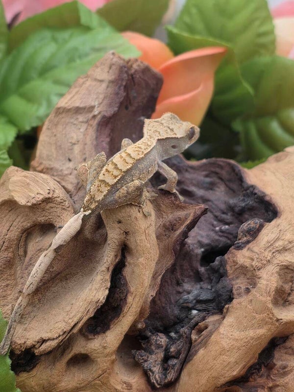 Crested gecko #3