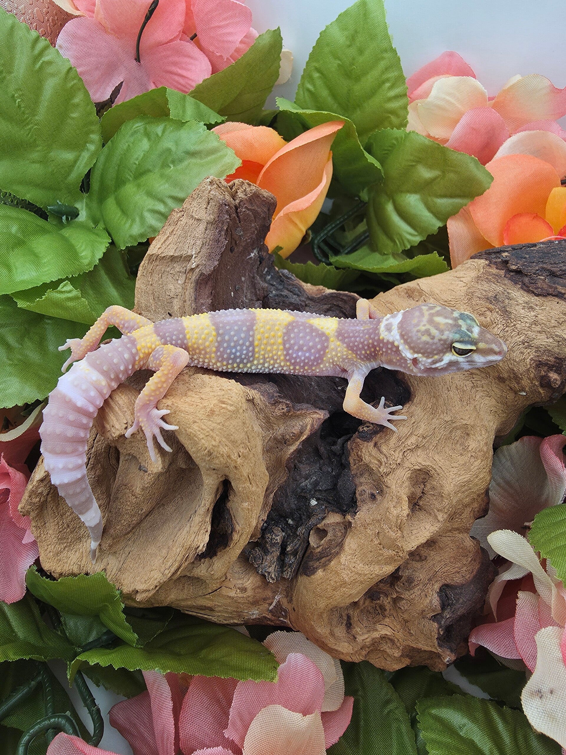 Leopard gecko #5