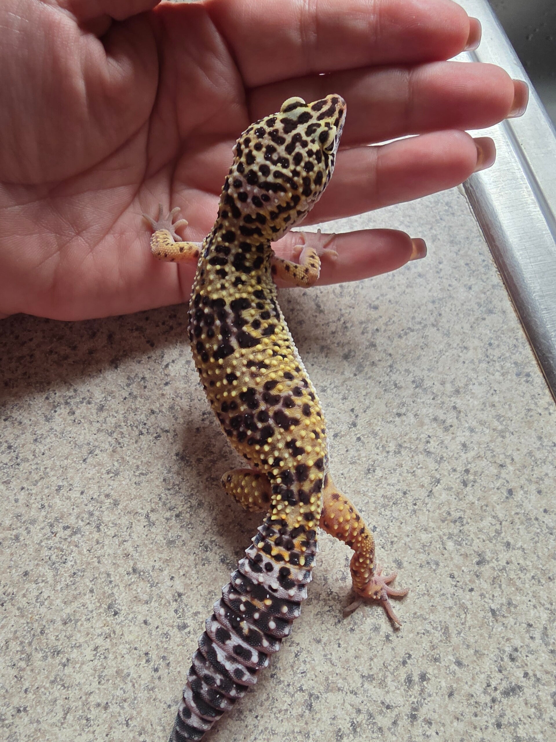 Leopard gecko #6