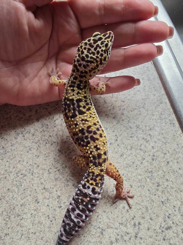 Leopard gecko #6