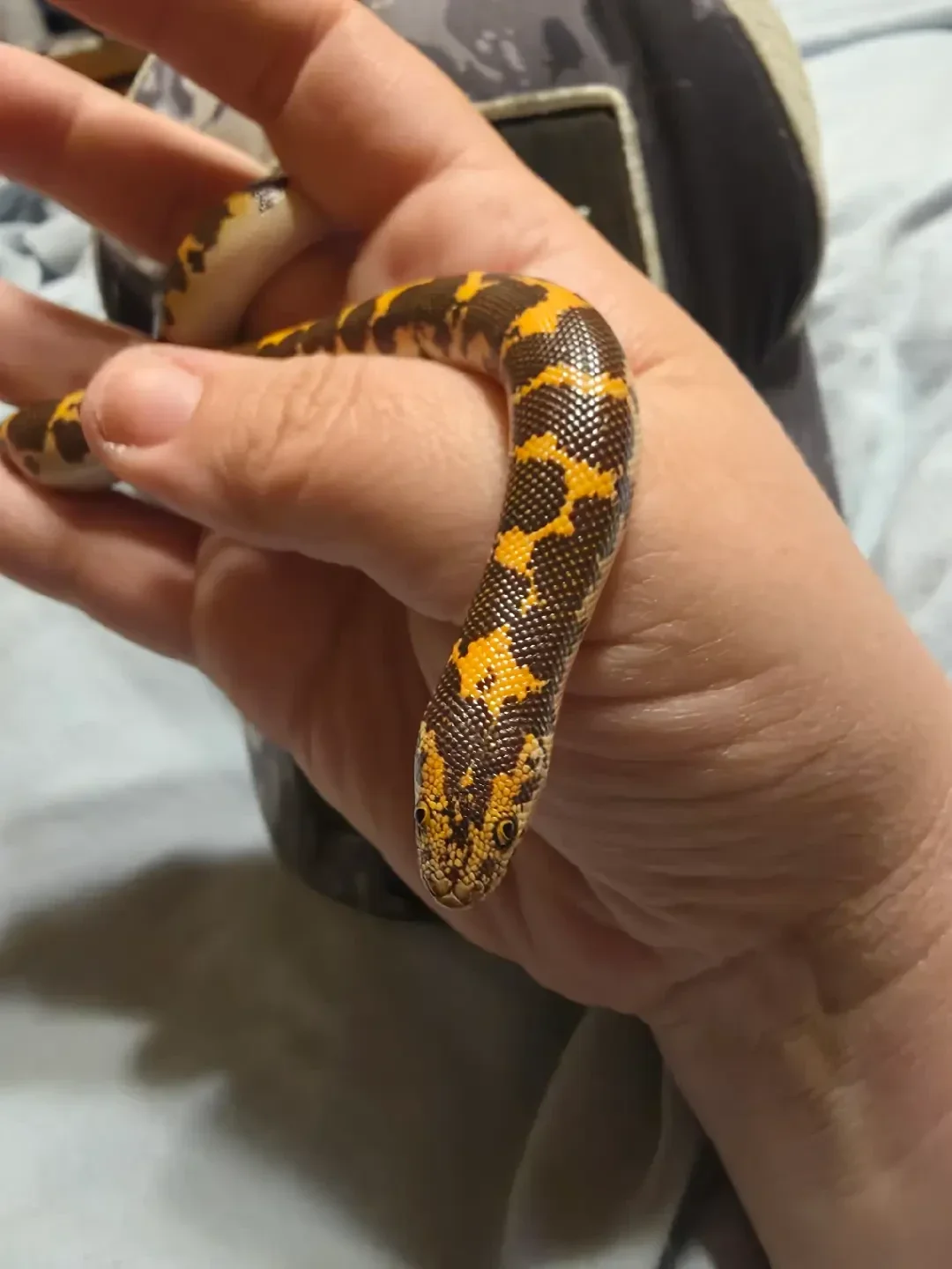 Kenyan sand boa #1