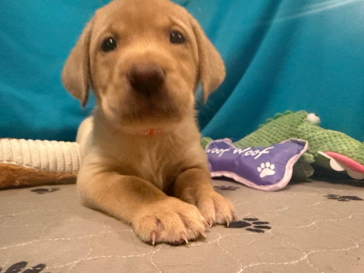 Available Puppies | R&R Labs