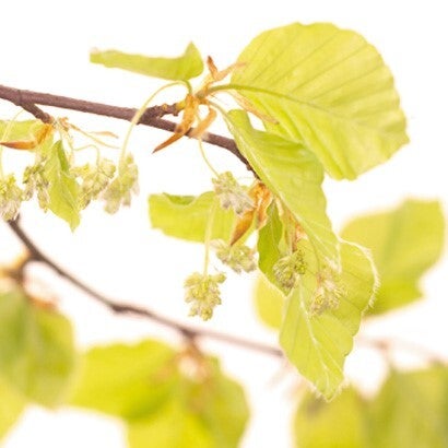 Fleurs de Bach - 20ml - BEECH