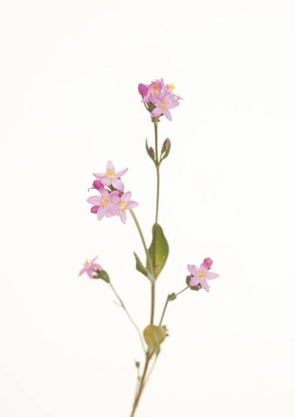 Fleurs de Bach - 20ml - CENTAURY