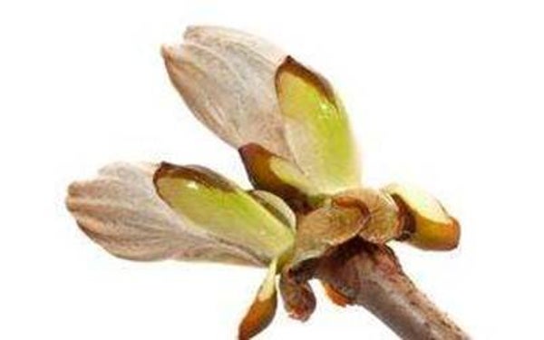 Fleurs de Bach - 20ml - CHESNUT BUD