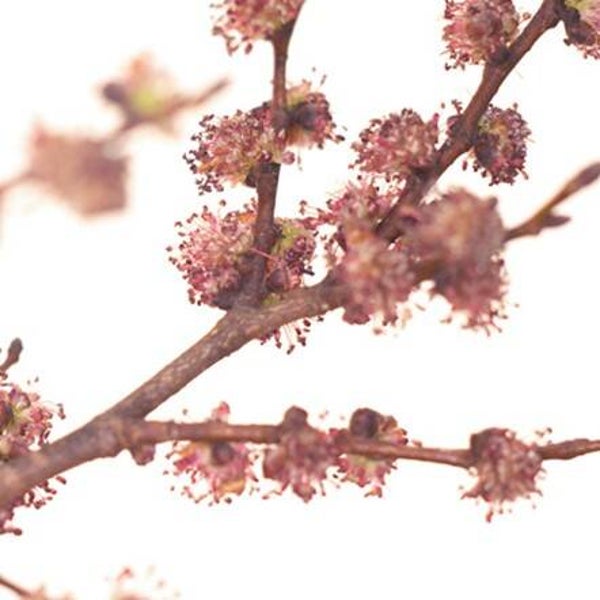 Fleurs de Bach - 20ml - ELM