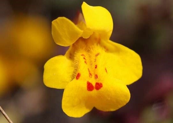 Fleurs de Bach - 20ml - MIMULUS