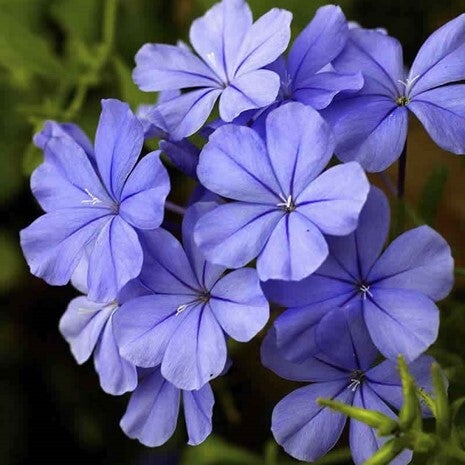 Fleurs de Bach - 20ml - CERATO