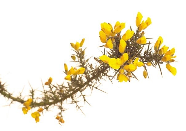 Fleurs de Bach - 20ml - GORCE