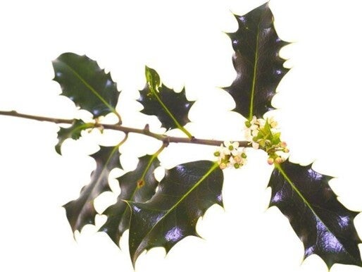 Fleurs de Bach - 20ml - HOLLY