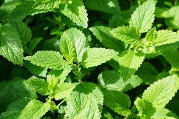 Extrait Co2 - Menthe Poivrée - 20ml