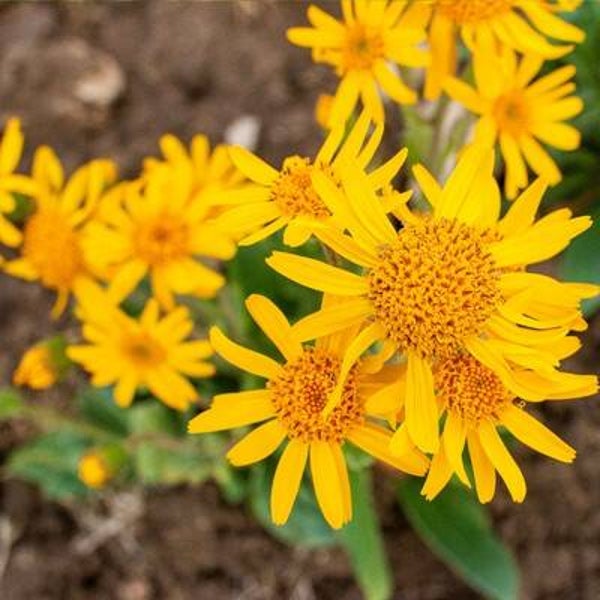 Extrait Co2 - Arnica - 20 ml