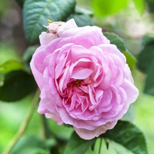 Macérat par macération Solaire Bio 100% pure - Rose Centifolia