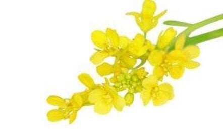 Fleurs de Bach - 20ml - MUSTARD