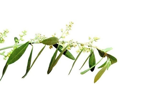 Fleurs de Bach - 20ml - OLIVE