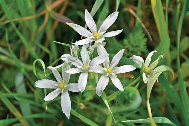 Fleurs de Bach - 20ml - STAR OF BETHLEHEM