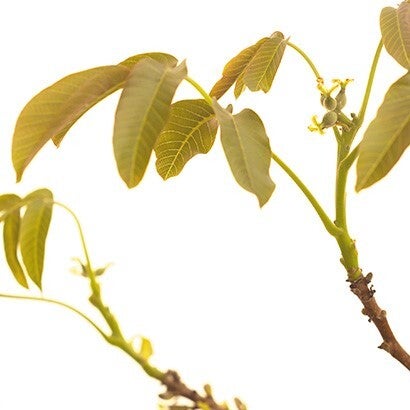 Fleurs de Bach - 20ml - WALNUT