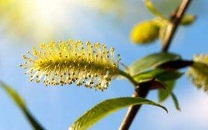 Fleurs de Bach - 20ml - WILLOW