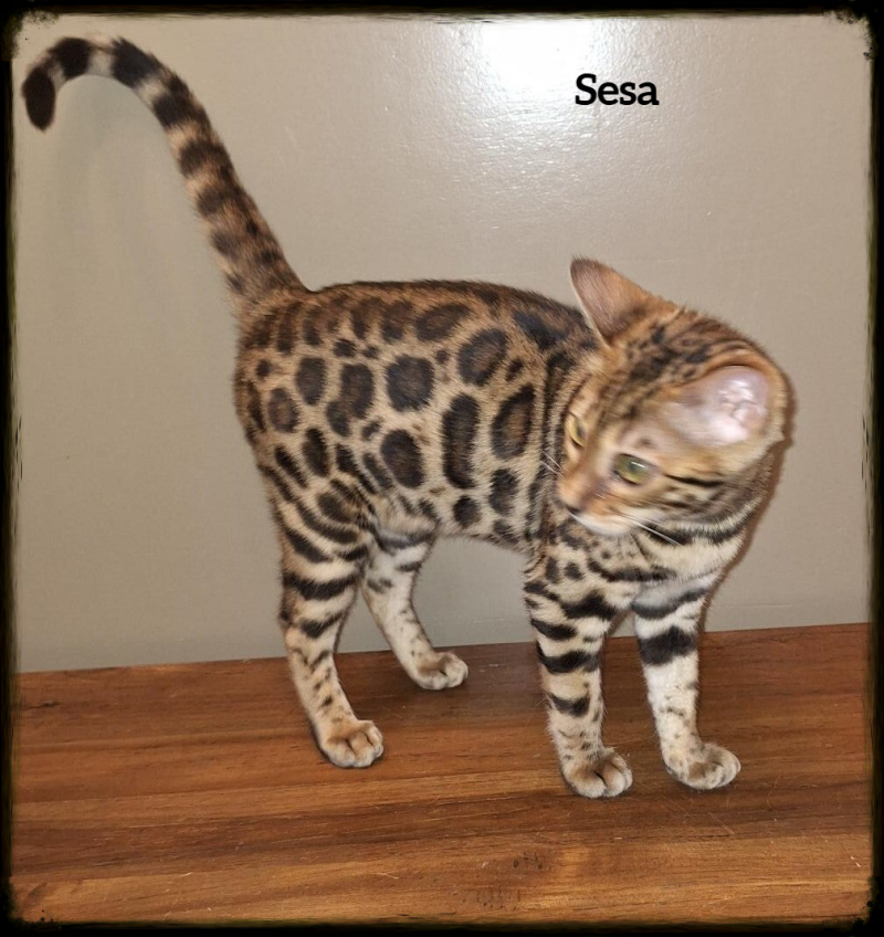 Sesa