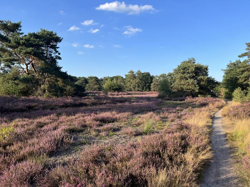 heide seizoen op caiwickerzand