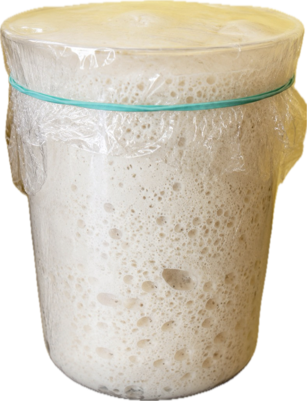 Sourdough starter