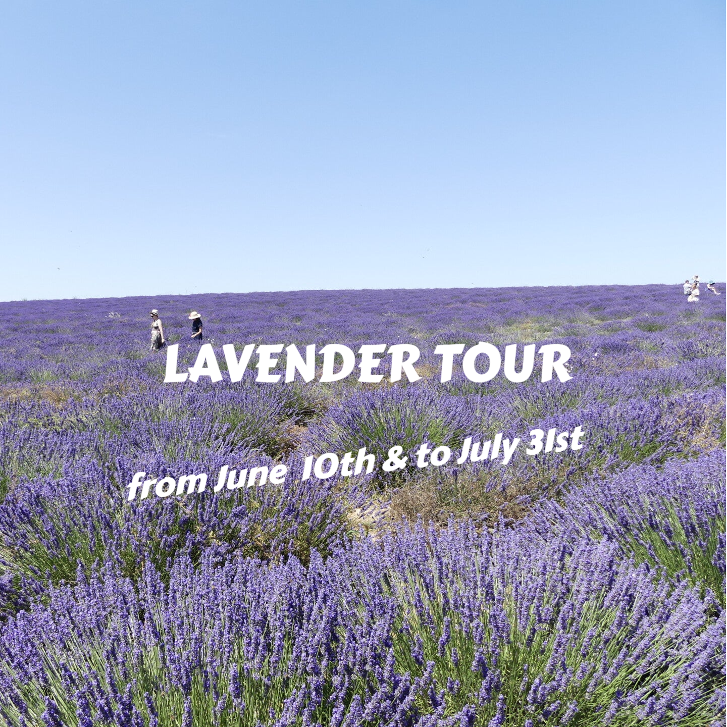 Immerse yourself in the captivating colours and scents of lavender!