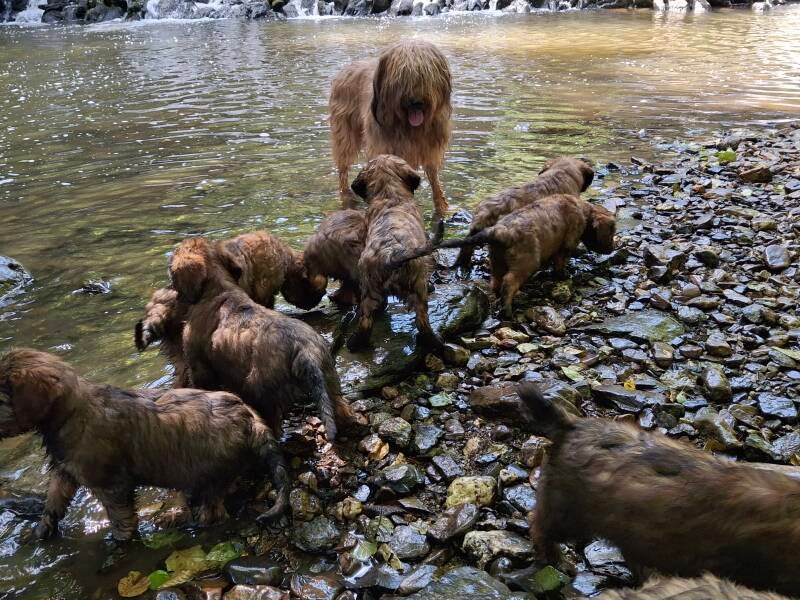 Briard 