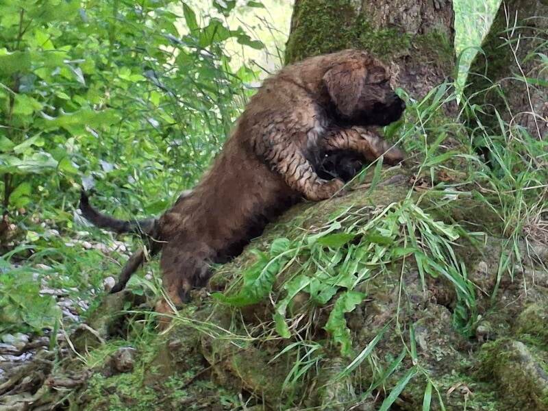 Briard Welpe 