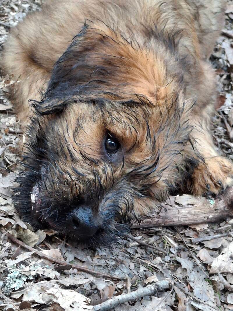 Briard Welpe 