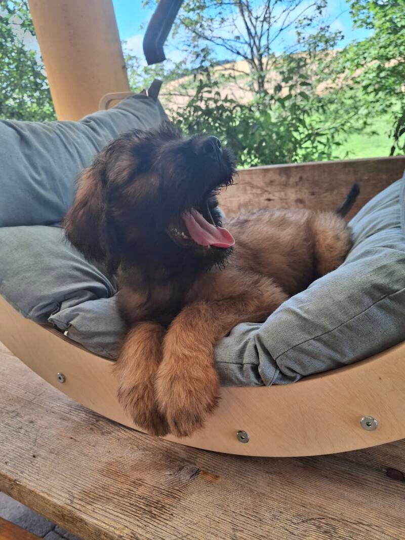 Briard Welpe 