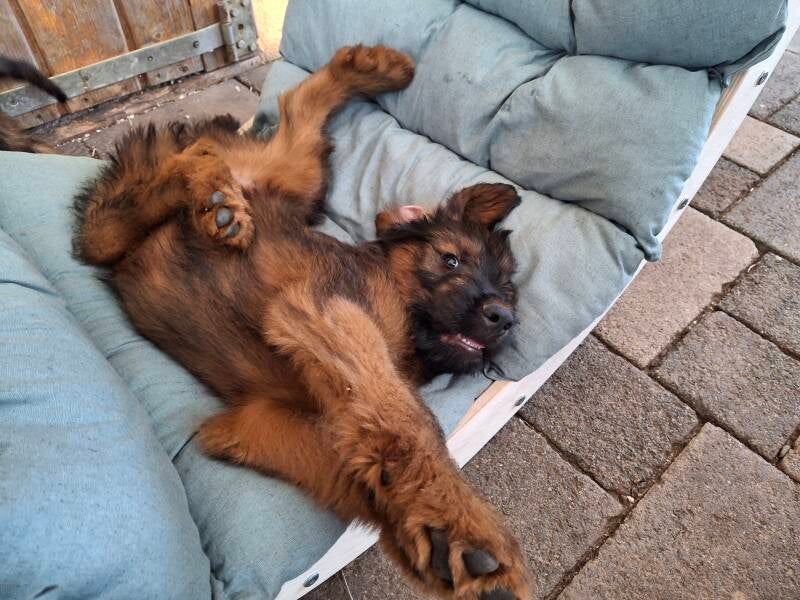 Briard Welpe 