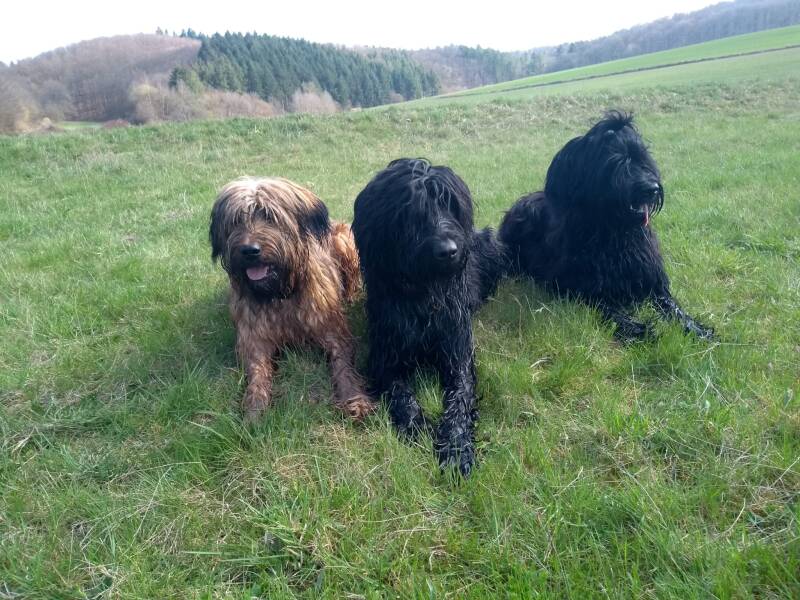 Unsere Briard-Hündinnen Anuka, Tiffi und Chanel