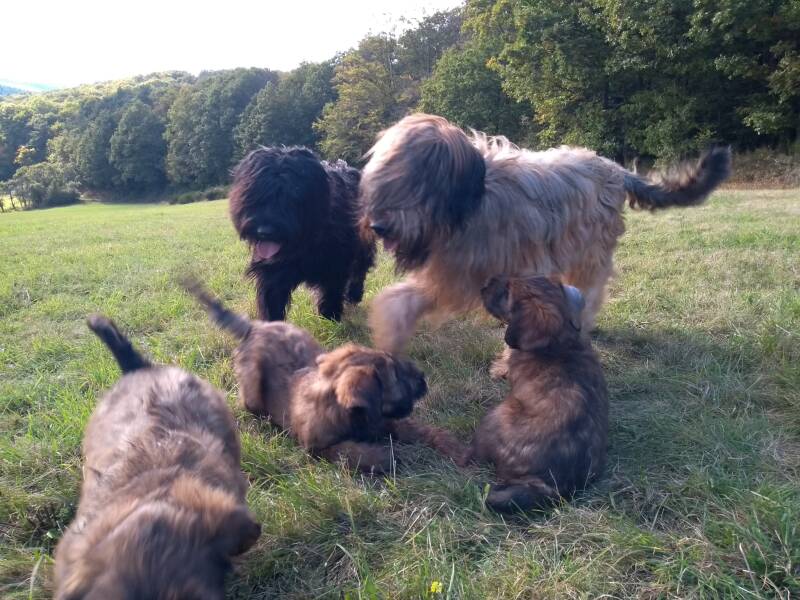 Unsere Briard-Hündinnen mit den Welpen