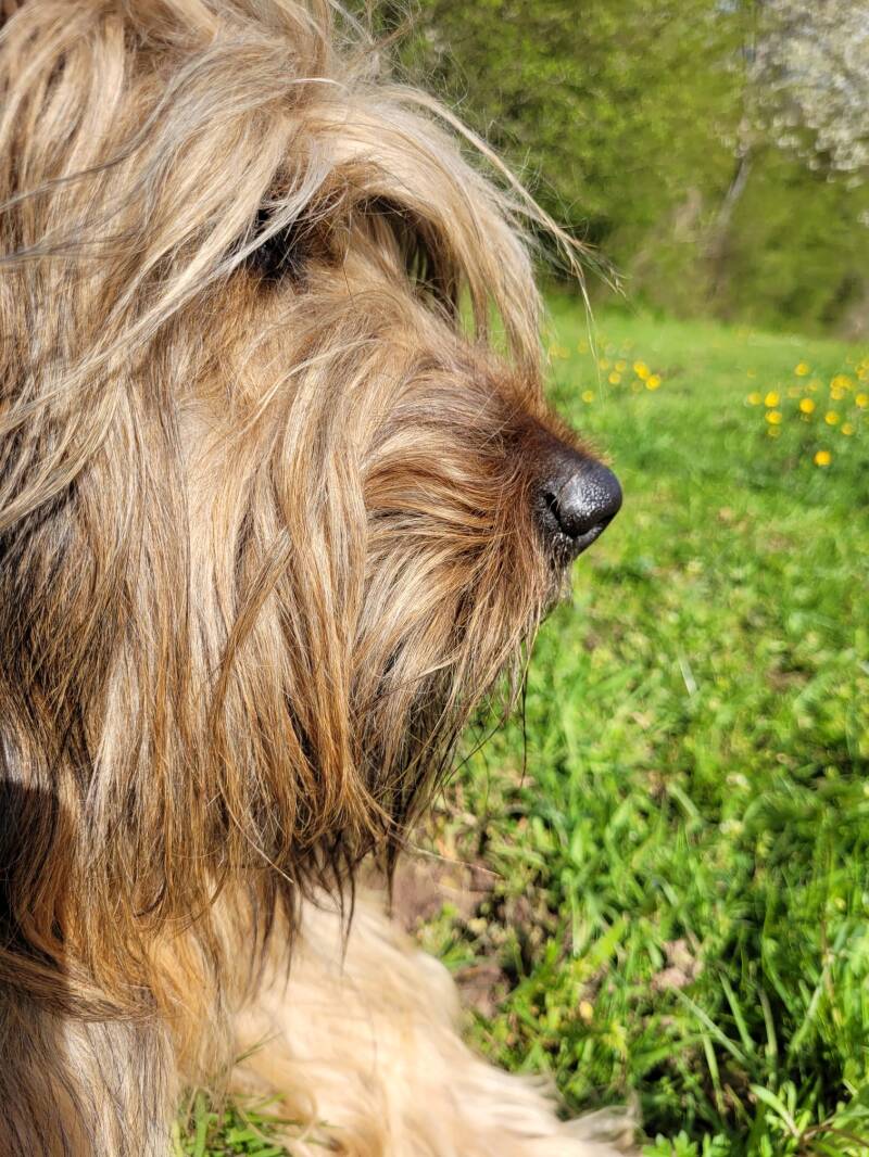 Unsere Hündin Anuka, Mama der Briard-Welpen