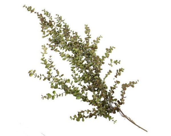 Hangende kunsttak Eucalyptus