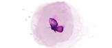 Papilio Magna