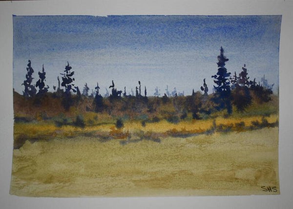 Pine Tree Forest