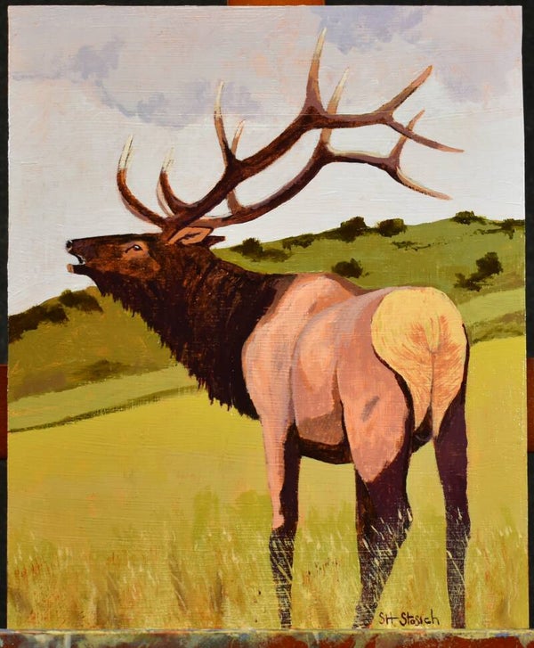 Bull Elk
