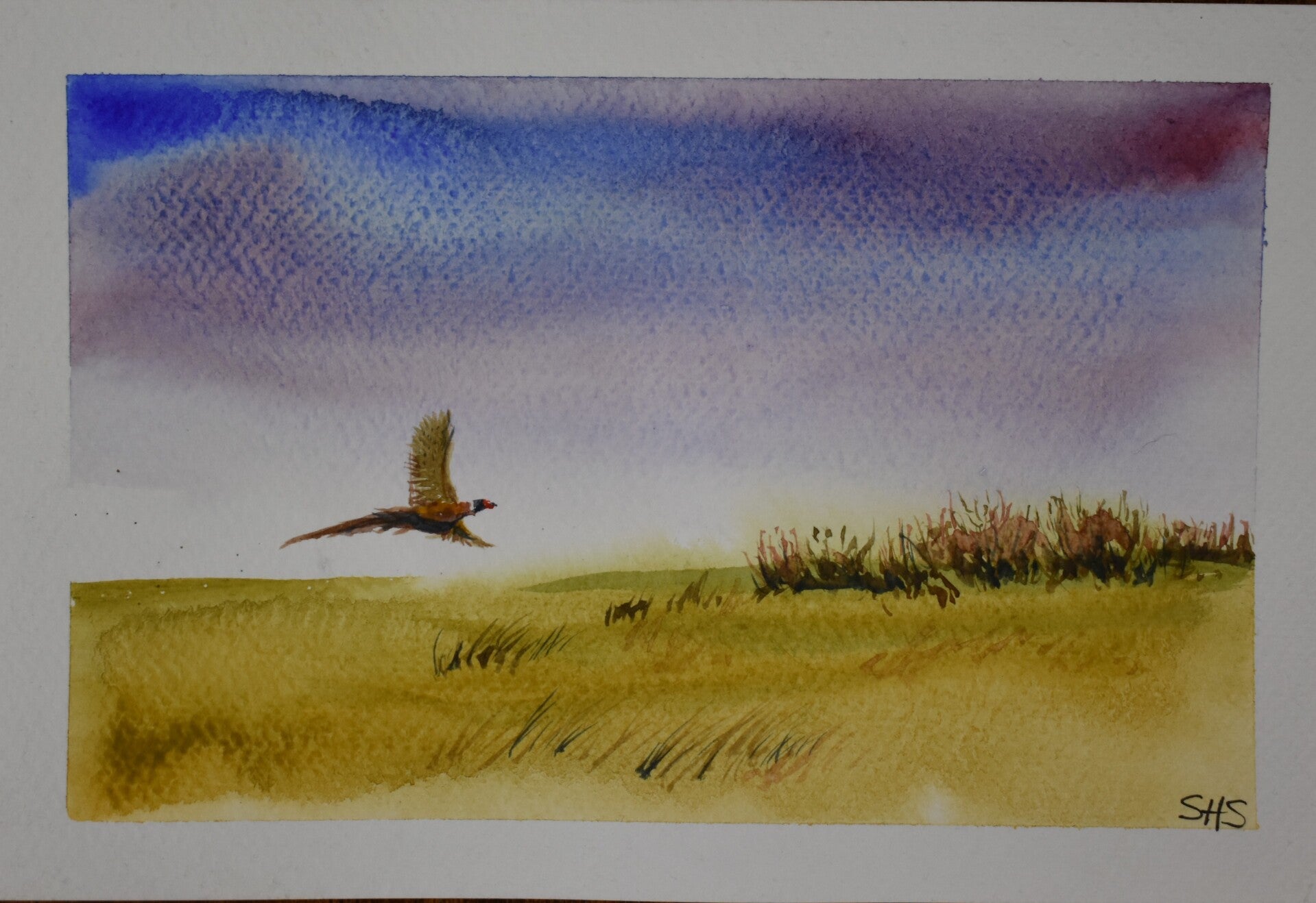 Pheasant Flying Low
