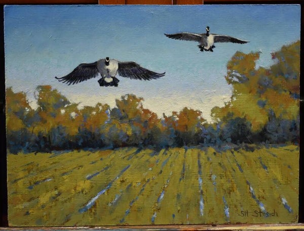Geese landing in field