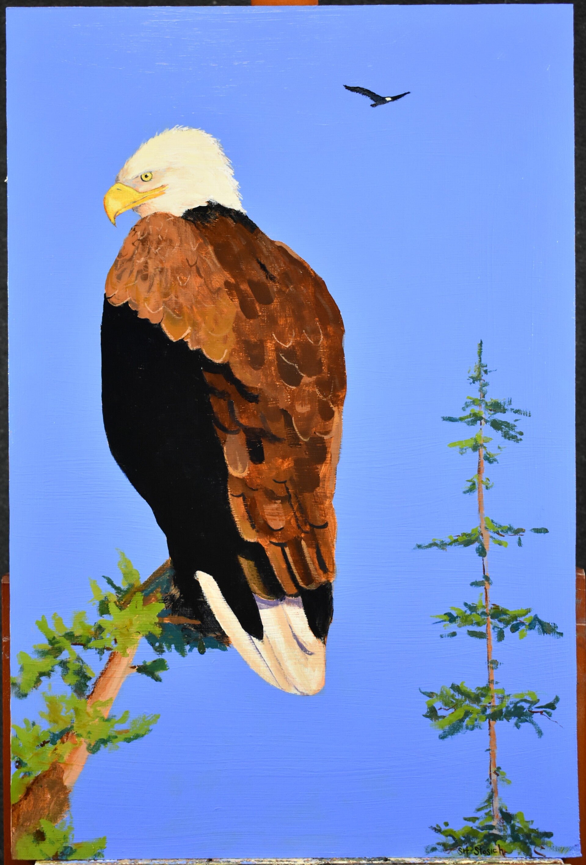 Bald Eagle