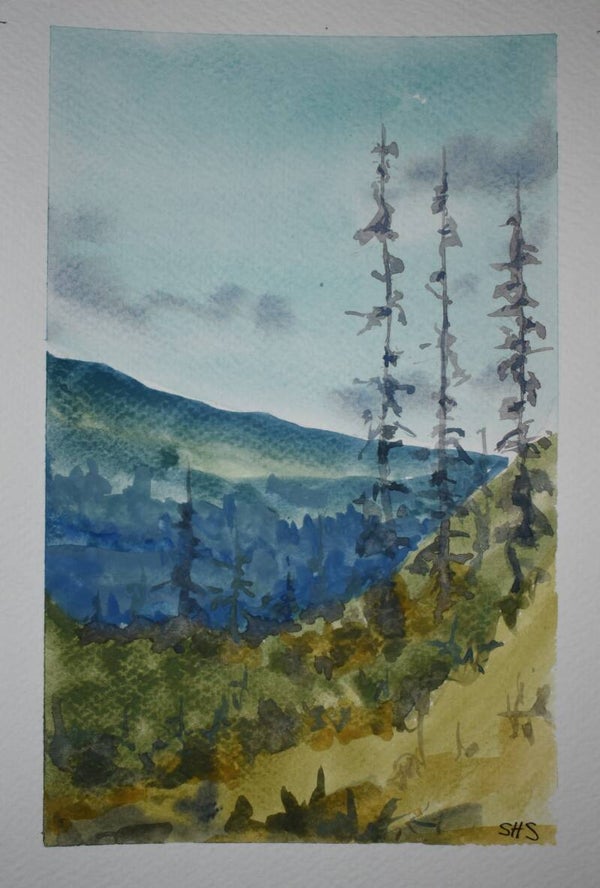 Engelmann Spruce