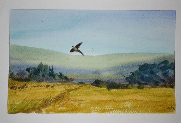 Farm Pheasant