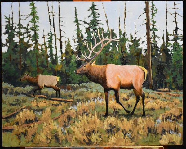 Bull and Cow Elk