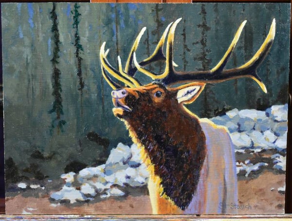 Bull Elk