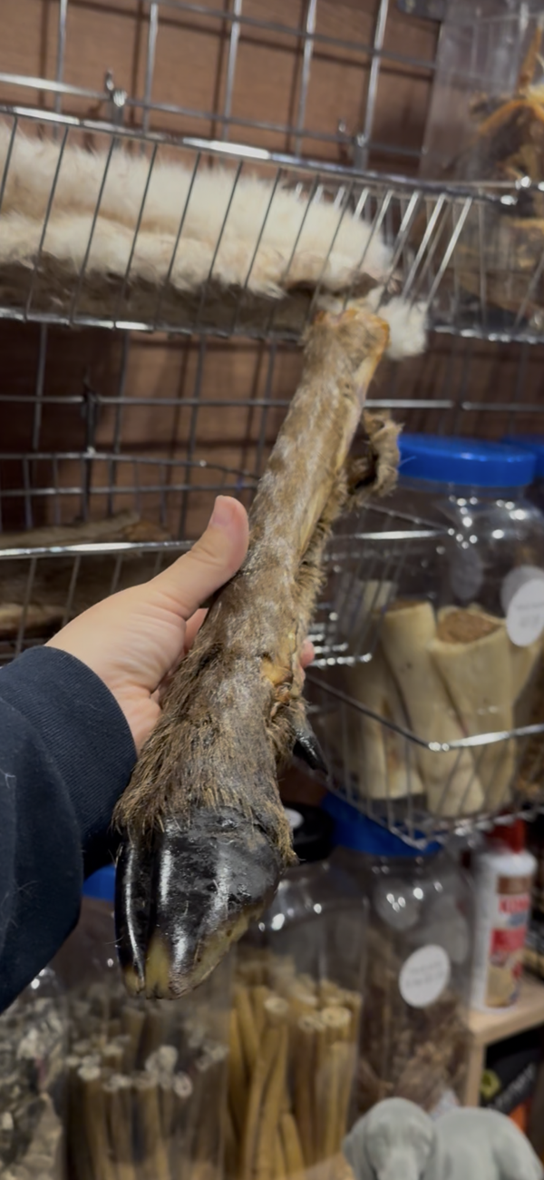 Large Hairy Venison (Deer) Legs