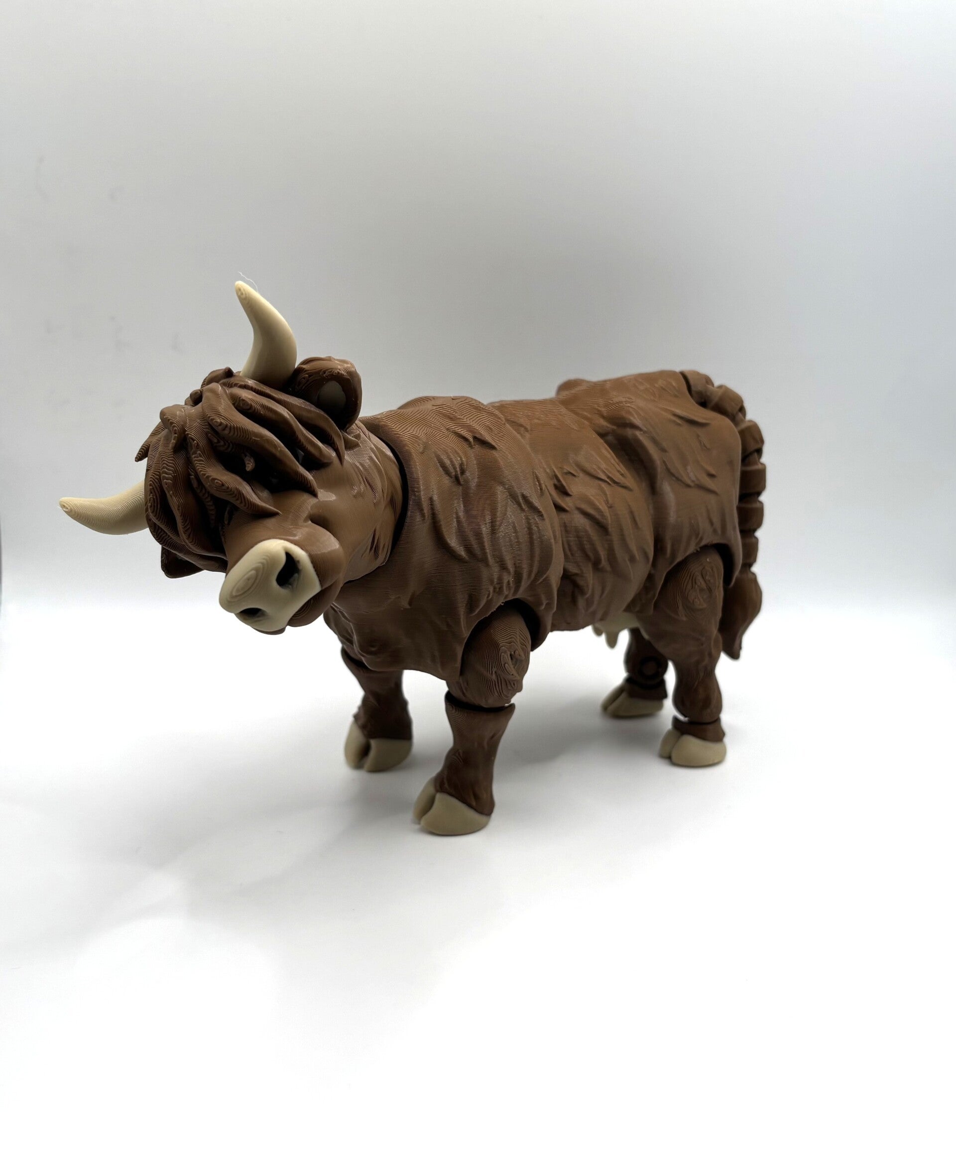 Volwassen Schotse Hooglander (Highlander)