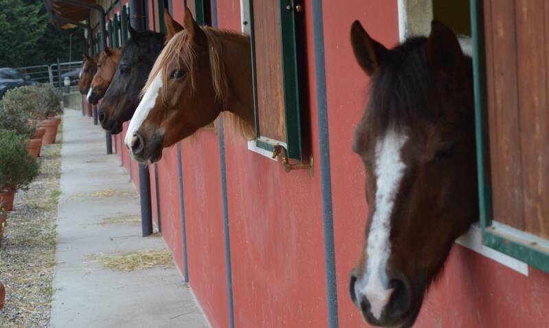 Manege paarden vliegen overlast