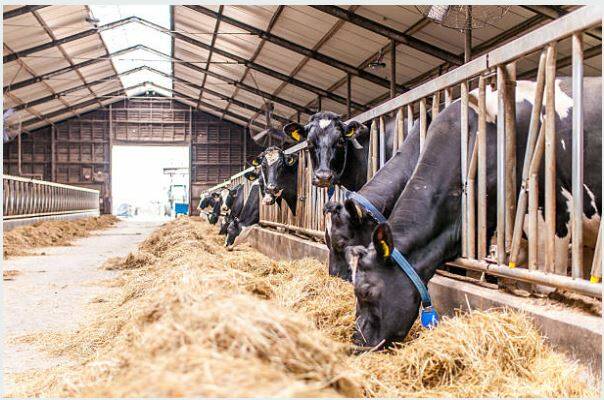 stal koeien vliegen overlast
